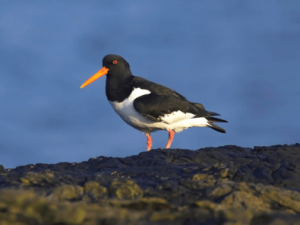 Oyster Catcher