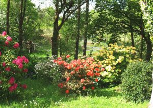 Surrounding Inverawe Woodland